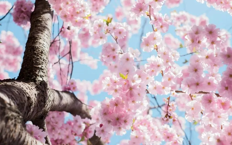 Patron PDF pour le Printemps