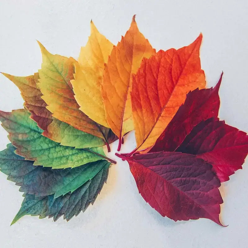 Feuilles colorées représentant la collection Patrons Toutes Saisons, collection de patrons de couture pdf à télécharger.