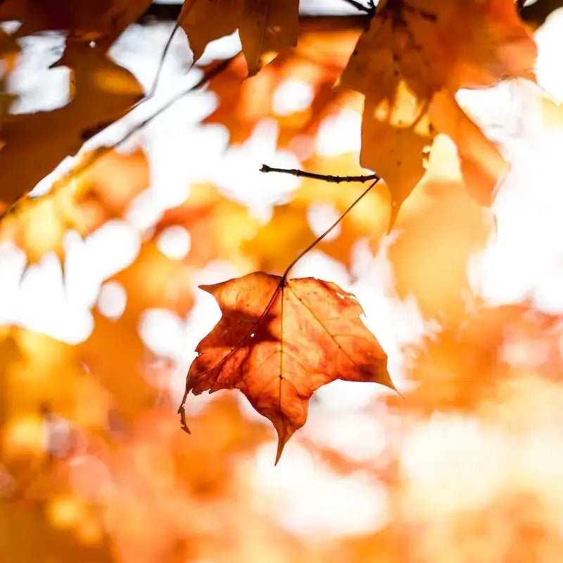 Feuilles d'automne dorées représentant Patrons pour l'Automne, collection de patrons de couture pdf à télécharger.