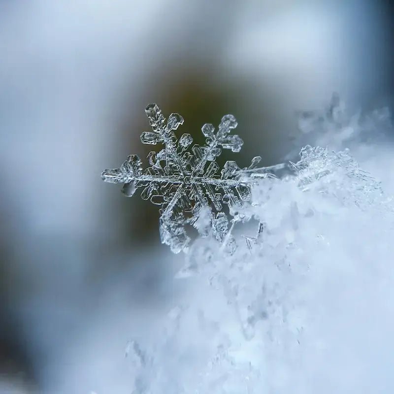 Patrons pour l'Hiver