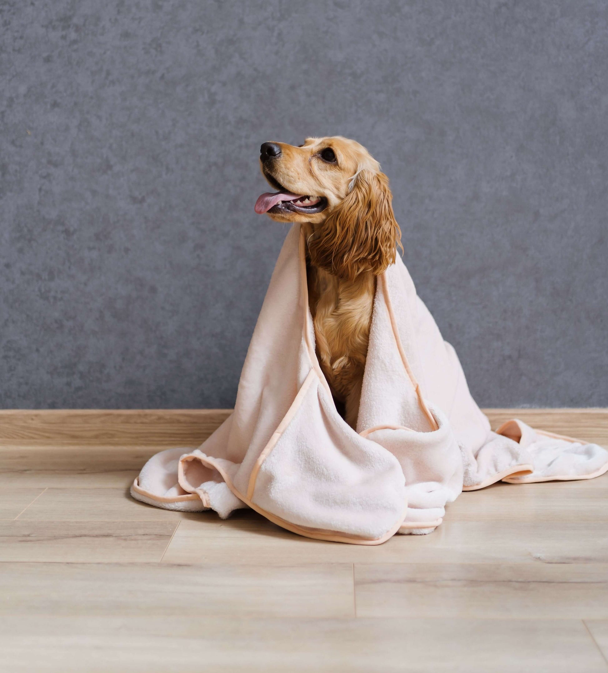 Chien enveloppé dans une serviette pour chien/chat - S/XL - LOPE, patron de couture PDF à télécharger, taille XL pour grands chiens.